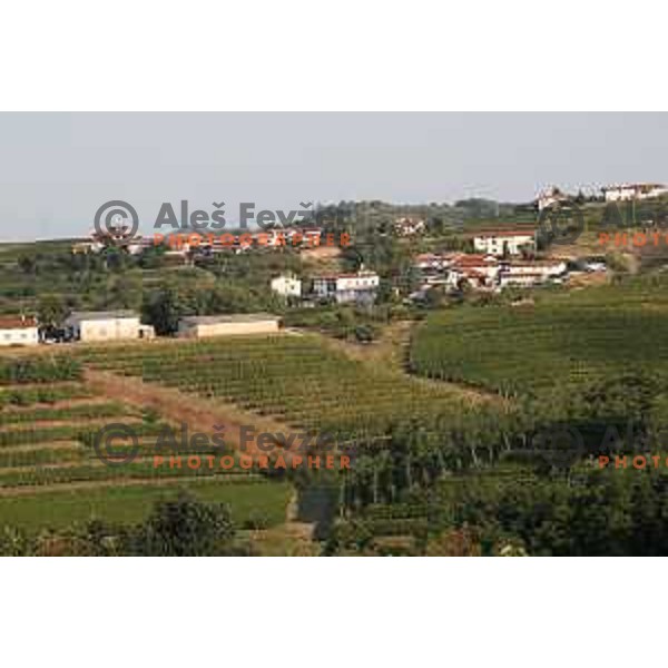 Vineyards around Plesivo village in Goriška Brda - Gorica Hills, Slovenia on sunny summer day on June 16, 2018