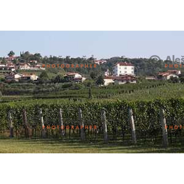 Best Slovenian vineyards in Goriška Brda - Gorica Hills on the border with Italy on sunny summer day on June 16, 2018