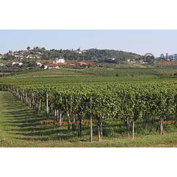 Best Slovenian vineyards in Goriška Brda - Gorica Hills on the border with Italy on sunny summer day on June 16, 2018