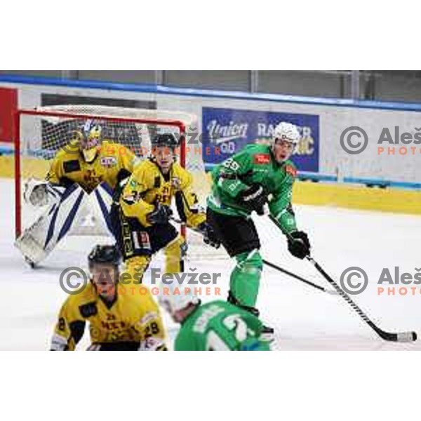 In action during Slovenian Championships ice-hockey match between SZ Olimpija and Celje RST Pellet in Ljubljana, Slovenia on January 16, 2024