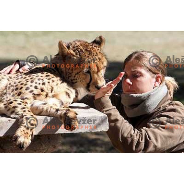 The Ann van Dyk Cheetah Centre, De Wildt, South Africa on June 16th 2010 