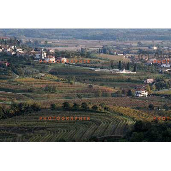 Wineyards in Vipolze, Goriska Brda, Slovenia , October 2010 